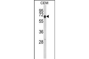 Western blot analysis of EDIL3 Antibody in CEM cell line lysates (35ug/lane) (EDIL3 Antikörper  (AA 337-365))