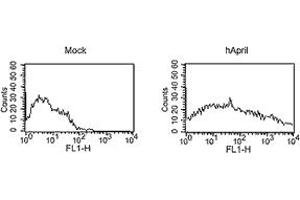 FACS analysis of cells with MAb to APRIL (Aprily-8). (TNFSF13 Antikörper  (AA 93-233))