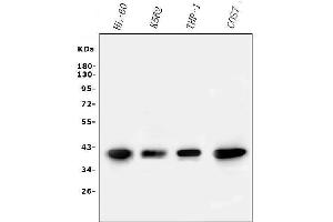 Western blot analysis of PPID using anti-PPID antibody (ABIN6719438).