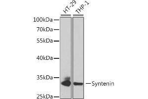 Western blot analysis of extracts of various cell lines, using Syntenin antibody (ABIN6132381, ABIN6147469, ABIN6147470 and ABIN6220999) at 1:1000 dilution. (SDCBP Antikörper  (AA 1-260))