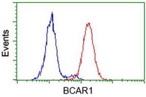 Image no. 1 for anti-Breast Cancer Anti-Estrogen Resistance 1 (BCAR1) antibody (ABIN1496832) (BCAR1 Antikörper)