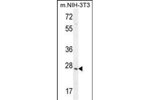 ZCCHC17 Antibody (Center) (ABIN654970 and ABIN2844608) western blot analysis in mouse NIH-3T3 cell line lysates (35 μg/lane). (ZCCHC17 Antikörper  (AA 159-187))