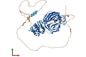 Protein Structure (PS) image for TAF5 RNA Polymerase II, TATA Box Binding Protein (TBP)-Associated Factor, 100kDa (TAF5) (AA 1-801) protein (His tag) (ABIN7564483)