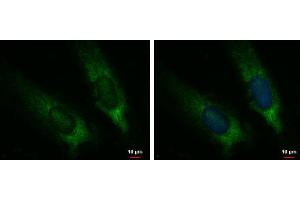 Immunofluorescence (IF) image for anti-Cytochrome P450, Family 7, Subfamily B, Polypeptide 1 (CYP7B1) (C-Term) antibody (ABIN2855947)