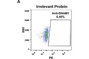 Expi 293 cell line transfected with irrelevant protein (A) and human DNAM-1 (B) were surface stained with Rabbit anti-DNAM-1 monoclonal antibody 1 μg/mL (clone: DM95) followed by PE-conjugated anti-rabbit IgG secondary antibody. (CD226 Antikörper  (AA 19-247))