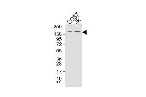 Western blot analysis of extracts from COS7 cells (Lane 1), and JK cells (Lane 2), using PLCG1 (Ab-771) Antibody. (Phospholipase C gamma 1 Antikörper)