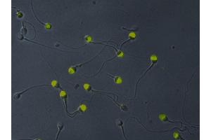 Immunofluorescence analysis of VCP in acetone-permeabilized human sperms using monoclonal antibody Hs-14 demonstrates its location to the acrosome. (VCP Antikörper)