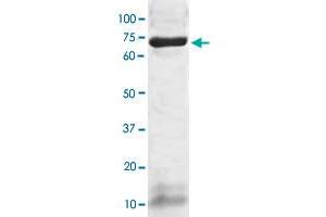 The whole cell lysate derived from human hepatoma HepG2 was immunoblotted PSAP polyclonal antibody  at 1 : 500. (Prosaposin Antikörper  (AA 300-360))
