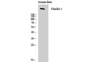 Western Blotting (WB) image for anti-Fibrillin 1 (FBN1) (C-Term) antibody (ABIN3175065) (Fibrillin 1 Antikörper  (C-Term))