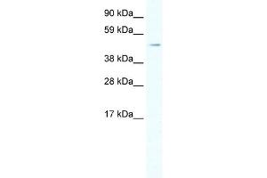 HSF1 antibody (20R-1123) used at 0. (HSF1 Antikörper  (C-Term))