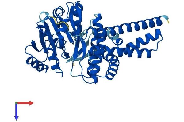UGCG Protein (AA 1-394) (His tag)