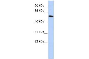 WB Suggested Anti-ZNF572 Antibody Titration:  0. (ZNF572 Antikörper  (Middle Region))