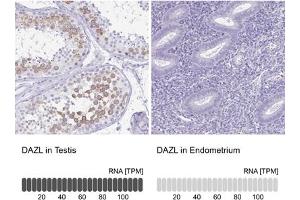 Immunohistochemical staining (Formalin-fixed paraffin-embedded sections) of human testis and endometrium tissues.