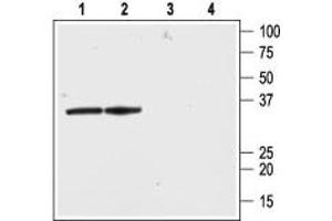 Western blot analysis of rat brain lysate (lanes 1 and 3) and membranes (lanes 2 and 4): - 1,2.