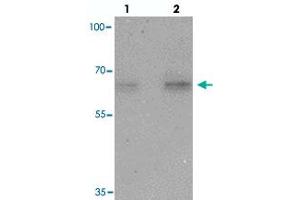 Western blot analysis of NELF in HeLa cell lysate with NELF polyclonal antibody  at (lane 1) 1 and (lane 2) 2 ug/mL. (NMDA Receptor Synaptonuclear Signaling and Neuronal Migration Factor (NSMF) (Internal Region) Antikörper)