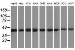 Image no. 2 for anti-DnaJ (Hsp40) Homolog, Subfamily A, Member 2 (DNAJA2) antibody (ABIN1497858) (DNAJA2 Antikörper)