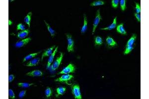 Immunofluorescent analysis of Hela cells using ABIN7149190 at dilution of 1:100 and Alexa Fluor 488-congugated AffiniPure Goat Anti-Rabbit IgG(H+L) (Cytochrome C1 Antikörper  (AA 85-325))
