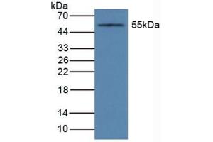 Figure. (CYP1A1 Antikörper  (AA 1-250))