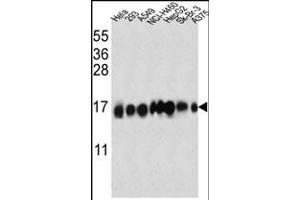 IFITM3 Antibody (N-term) (ABIN387989 and ABIN2845007) western blot analysis in Hela,293,A549,NCI-,HepG2,Sk-Br-3, cell line lysates (35 μg/lane). (IFITM3 Antikörper  (N-Term))