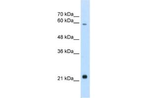 Western Blotting (WB) image for anti-Recombination Signal Binding Protein For Immunoglobulin kappa J Region-Like (RBPJL) antibody (ABIN2460915) (RBPJL Antikörper)