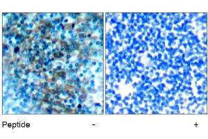Image no. 1 for anti-Vasodilator-Stimulated phosphoprotein (VASP) (Ser238) antibody (ABIN197382)