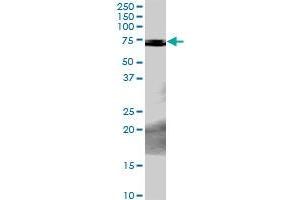 PCK2 MaxPab rabbit polyclonal antibody. (PEPCK Antikörper  (AA 1-640))