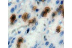 Used in DAB staining on fromalin fixed paraffin-embedded spleen tissue (Caspase 1 Antikörper  (AA 317-404))