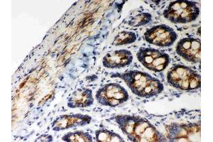 Anti-Hsp60 Picoband antibody, (ABIN3043854), IHC(P)IHC(P): Rat Intestine Tissue