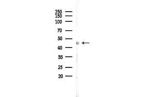 anti-Wingless-Type MMTV Integration Site Family, Member 2B (WNT2B) (Internal Region) antibody