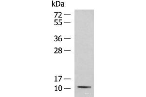 Western blot analysis of Mouse kidney tissue lysate using PCBD1 Polyclonal Antibody at dilution of 1:800