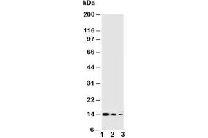 Western blot testing of NGF antibody and Lane 1:  Recombinant human protein 10ng;  2: 5ng;  3: 2. (Nerve Growth Factor Antikörper  (AA 122-241))