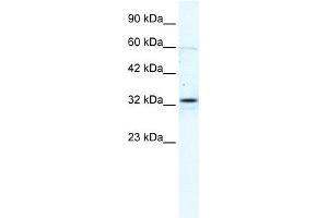 WB Suggested Anti-GJB1 Antibody Titration:  2. (GJB1 Antikörper  (C-Term))
