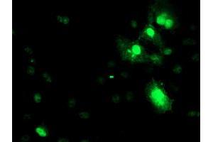 Immunofluorescence (IF) image for anti-serpin Peptidase Inhibitor, Clade A (Alpha-1 Antiproteinase, Antitrypsin), Member 5 (SERPINA5) antibody (ABIN1500054) (SERPINA5 Antikörper)