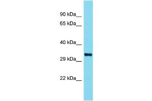 Western Blotting (WB) image for anti-Olfactory Receptor 110 (OLFR110) (C-Term) antibody (ABIN2791207) (Olfr110 Antikörper  (C-Term))