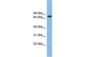 Image no. 1 for anti-Lamin B Receptor (LBR) (AA 503-552) antibody (ABIN6749731)