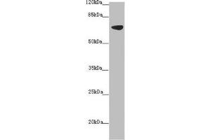 Western blot All lanes: SLC34A1 antibody at 2. (Solute Carrier Family 34 (Type II Sodium/phosphate Contransporter), Member 1 (SLC34A1) (AA 1-103) Antikörper)