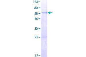 Image no. 1 for Clavesin 1 (CLVS1) (AA 1-354) protein (GST tag) (ABIN1318128) (Clavesin 1 Protein (CLVS1) (AA 1-354) (GST tag))