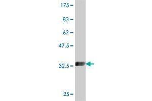 Western Blotting (WB) image for anti-MOB1, Mps One Binder Kinase Activator-Like 2C (MOBKL2C) (AA 121-216) antibody (ABIN566854)