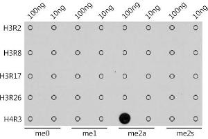 Dot-blot analysis of all sorts of methylation peptides using Asymmetric DiMethyl-Histone H4-R3 antibody (ABIN7267749) at 1:1000 dilution. (Histone H4 Antikörper  (2meArg3 (asymetric)))