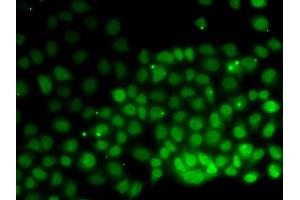 Immunofluorescence (IF) image for anti-High Mobility Group Nucleosomal Binding Domain 2 (HMGN2) antibody (ABIN1877142) (HMGN2 Antikörper)