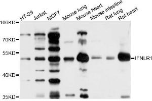 Western blot analysis of extracts of various cells, using IFNLR1 antibody.