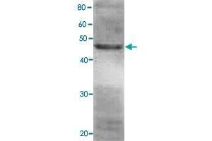 Detection of RPN7 (49 kDa) in the crude extract of S. (PSMD6 Antikörper)
