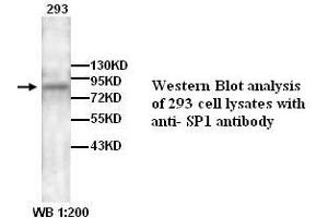 Image no. 1 for anti-Sp1 Transcription Factor (SP1) antibody (ABIN790897) (SP1 Antikörper)