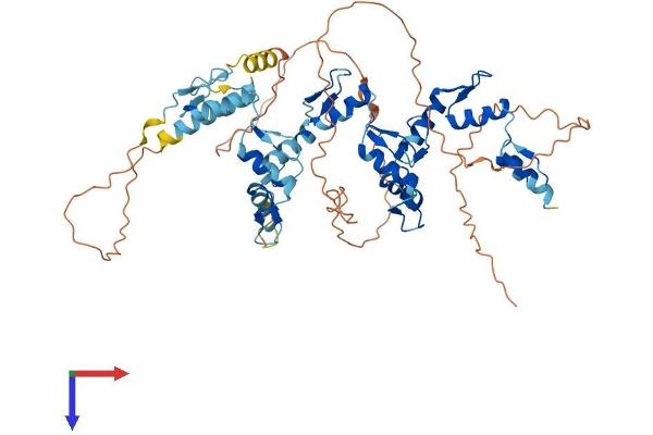 ZNF697 Protein (AA 1-545) (His tag)