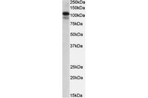 AP23696PU-N SATB1 Antibody staining of MOLT4 lysate at 0.