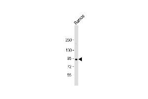 Anti-C8orf80 Antibody (N-Term) at 1:2000 dilution + Ramos whole cell lysate Lysates/proteins at 20 μg per lane. (C8orf80 Antikörper  (AA 27-59))