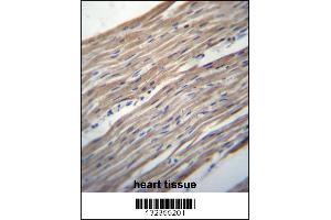HRC Antibody immunohistochemistry analysis in formalin fixed and paraffin embedded human heart tissue followed by peroxidase conjugation of the secondary antibody and DAB staining.
