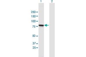 Western Blot analysis of GGN expression in transfected 293T cell line by GGN MaxPab polyclonal antibody. (GGN Antikörper  (AA 1-652))