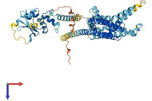 KCNG1 Protein (AA 1-513) (His tag)