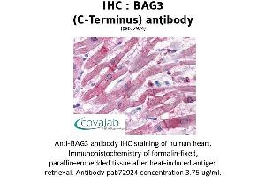 Image no. 1 for anti-BCL2-Associated Athanogene 3 (BAG3) (C-Term) antibody (ABIN1732194) (BAG3 Antikörper  (C-Term))